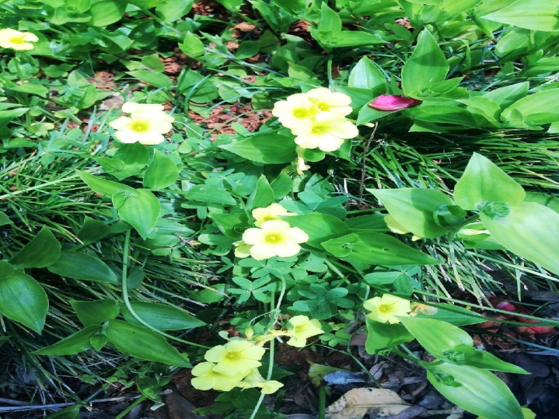 春天来啦，家中花园的花儿（二）