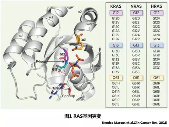KRAS突变非小细胞肺癌的预后和疗效