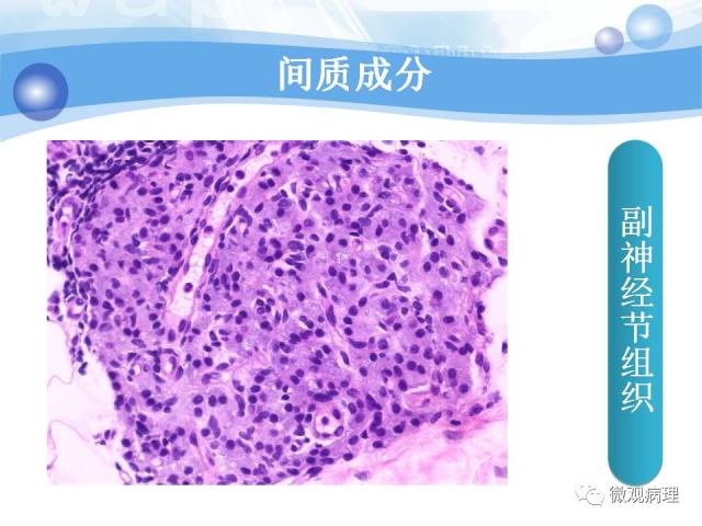 正常前列腺组织学