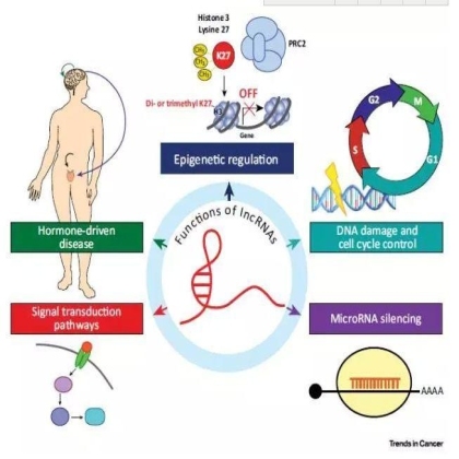 研究 | 被忽略的lncRNA与癌症