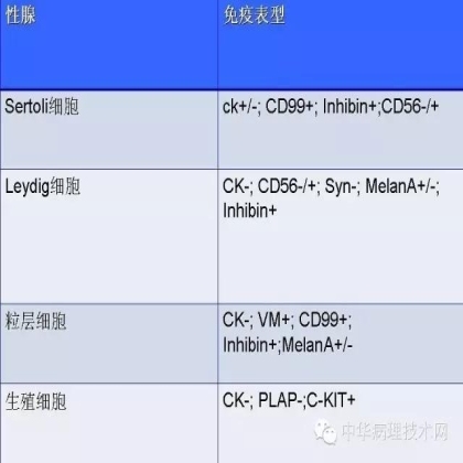 免疫组化结果的分析和常见问题的处理