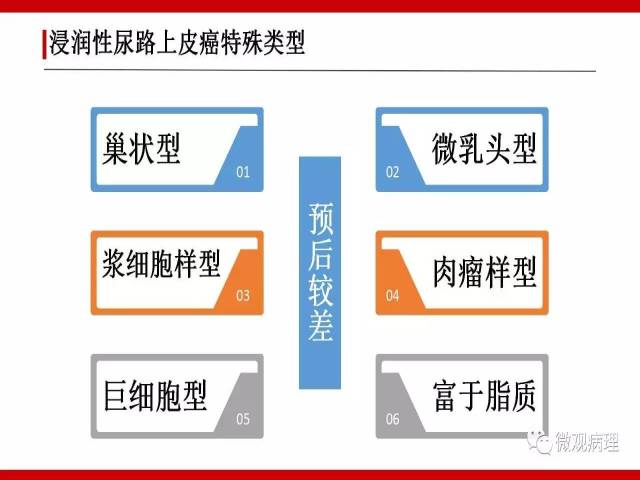 泌尿课程/浸润性尿路上皮癌病理学类型