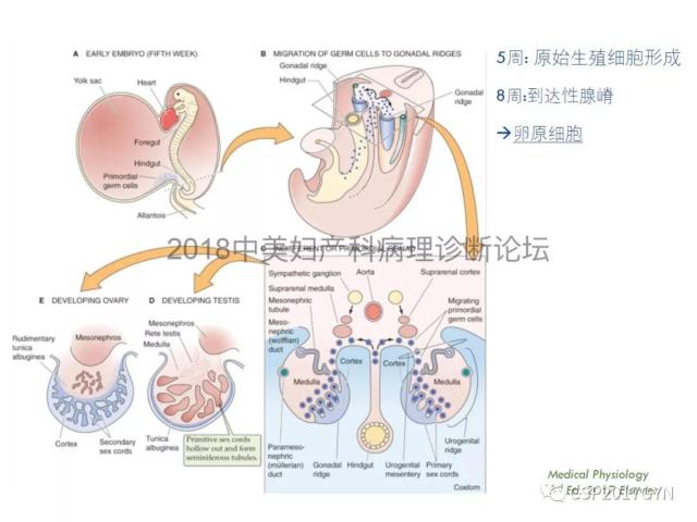 女性生殖道发育