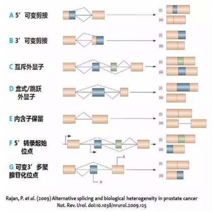 国自然科学问题分析： mRNA也是“拼接”范儿