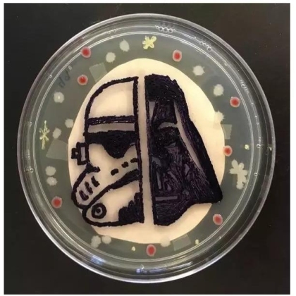 生物学霸们用培养基作画