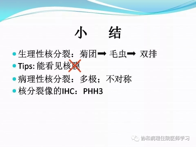 病理学基础知识 : 核分裂像的识别