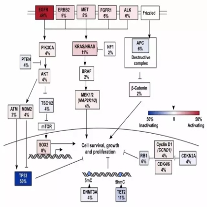 应用二代测序技术对一代EGFR-TKI耐药后非小细胞肺癌患者进行基因突变分析