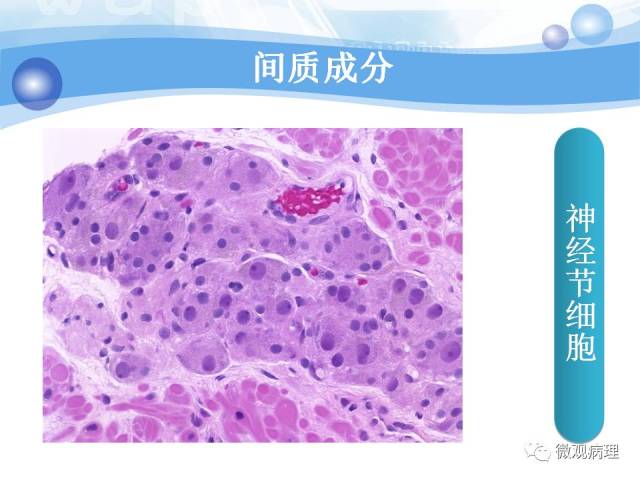 正常前列腺组织学