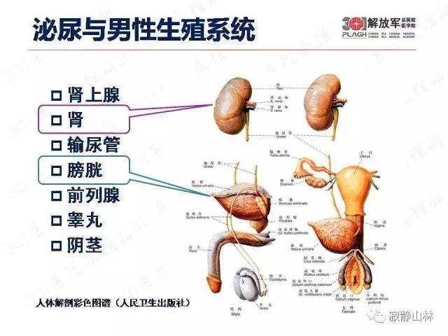 泌尿系统常见肿瘤标本病理报告规范