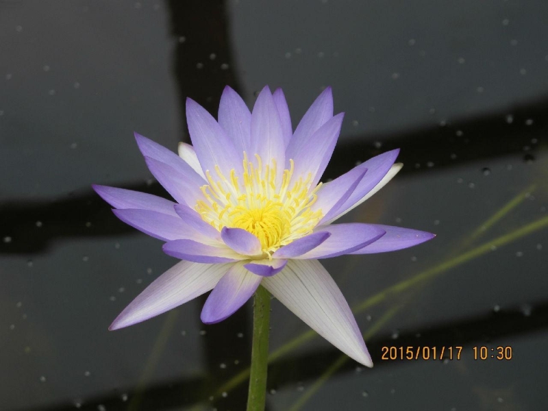 Blue Lotus Water Garden荷花展