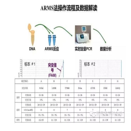 EGFR基因突变检测--基础篇