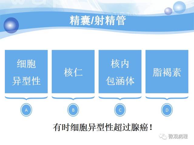 正常前列腺组织学