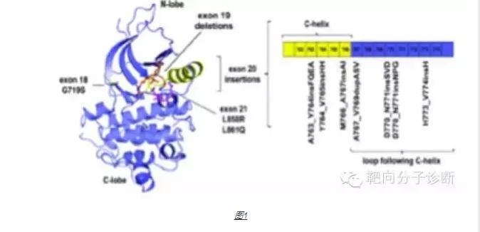 一个问题，为什么NCCN指南对20外显子插入突变提示 “可能预测临床对TKIs耐药”？
