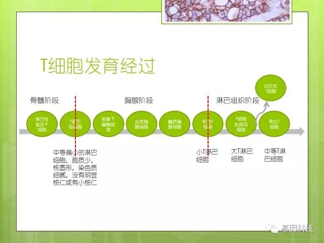 T细胞发育视角下的IHC分子