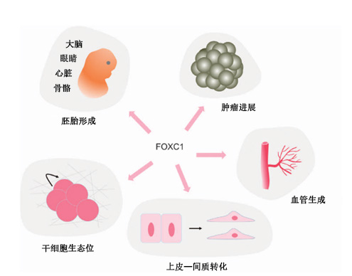 FOXC1:一种新兴的癌症标志物和治疗靶点