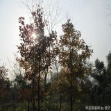 2012-12-10