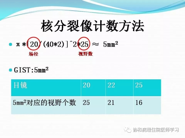 病理学基础知识 : 核分裂像的识别
