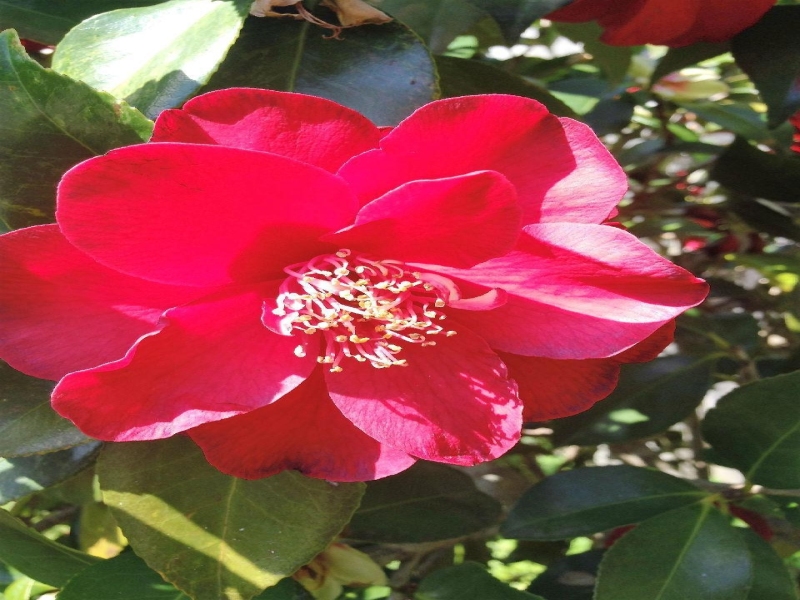 春天来啦，家中花园的花儿（二）