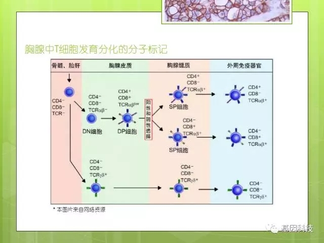T细胞发育视角下的IHC分子