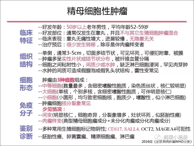 泌尿病理--精原细胞瘤VS精母细胞瘤