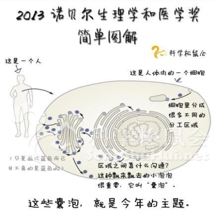 图解2013年诺贝尔生理医学奖(5分钟了解囊泡转运机制）
