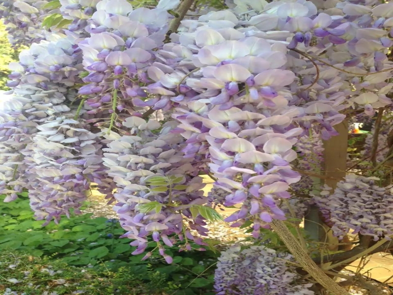 春天来啦，家中花园的花儿（三）