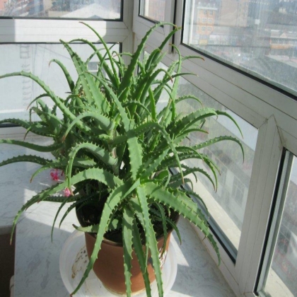 家里的花