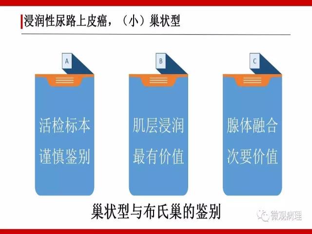 泌尿课程/浸润性尿路上皮癌病理学类型