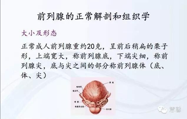 前列腺电切标本出现的非前列腺、非精囊腺组织是什么？原因何在？（张睿病例分享，孔祥田(Max)*Roswell*NM老师讲解）