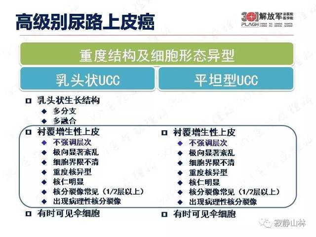 泌尿系统常见肿瘤标本病理报告规范