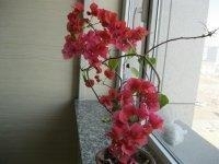 我的办公室和好看的花