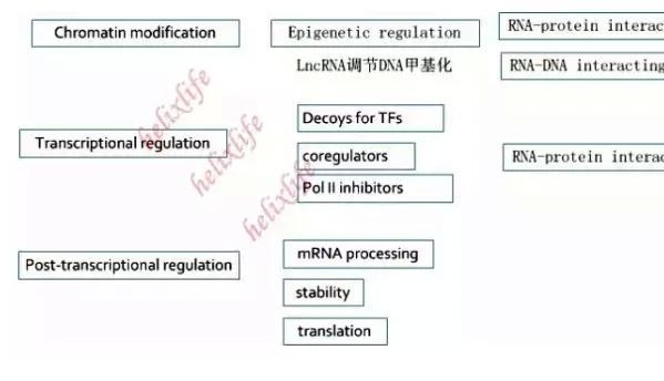 专栏 | 一文总结LncRNA研究思路