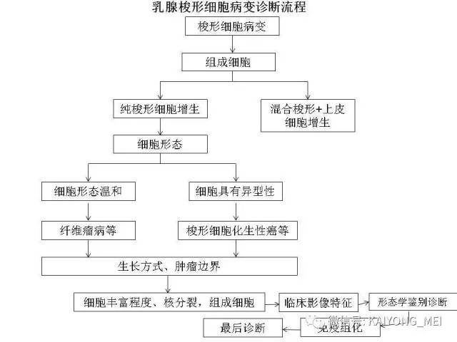 乳腺梭形细胞病变的病理诊断及进展（二）