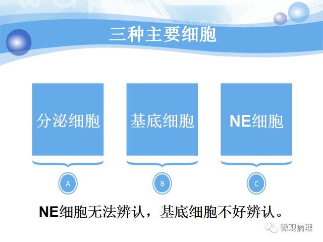 正常前列腺组织学