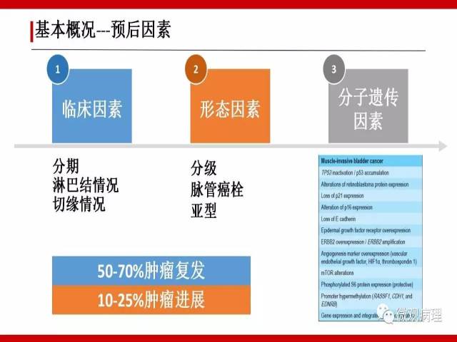 泌尿课程/浸润性尿路上皮癌病理学类型