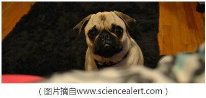 狗的7种怪异举动背后意味着什么？
