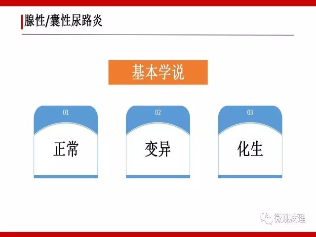 泌尿课程/尿路腺样病变的诊断要点