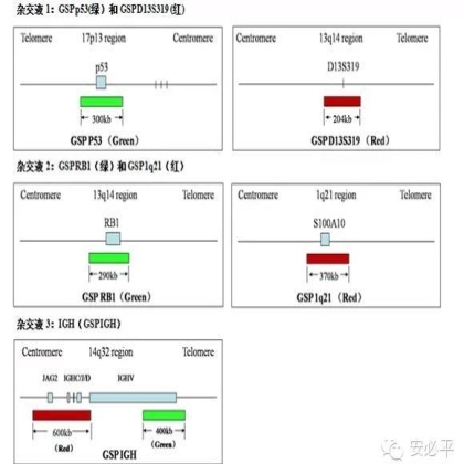 多发性骨髓瘤(MM)基因异常(FISH)检测