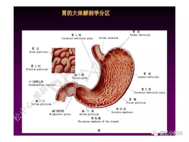 上消化道早癌病理的学习心得体会（附胃牵手癌的病例特点文献学习）