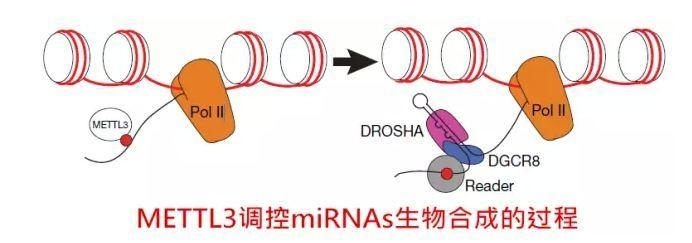 基金 | 可以点亮标书的2015年miRNA最新研究机制