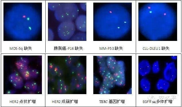 手把手教你建立FISH阈值