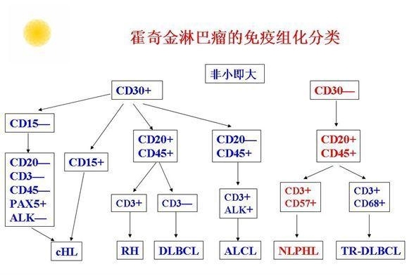 B、T/NK细胞淋巴瘤、霍奇金淋巴瘤的免疫组化分类