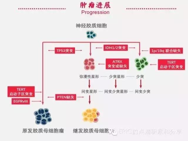 一图读懂胶质瘤分子病理