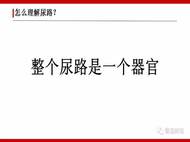 泌尿课程/尿路腺样病变的诊断要点