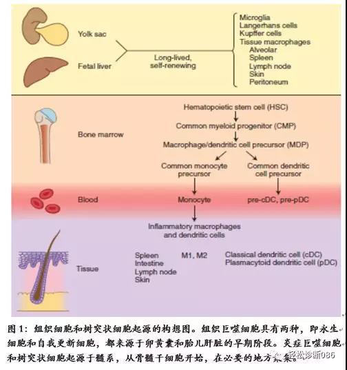 组织细胞起源疾病（1）——概述