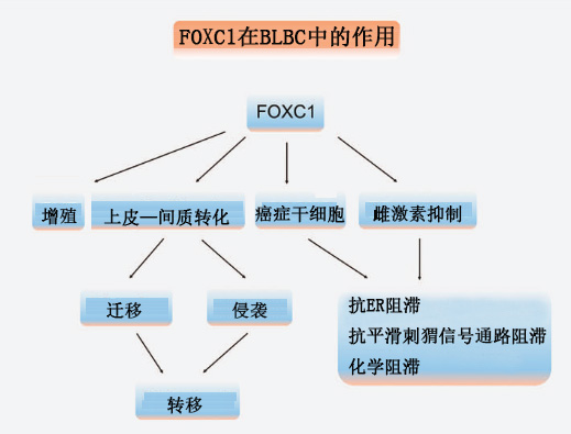 FOXC1:一种新兴的癌症标志物和治疗靶点