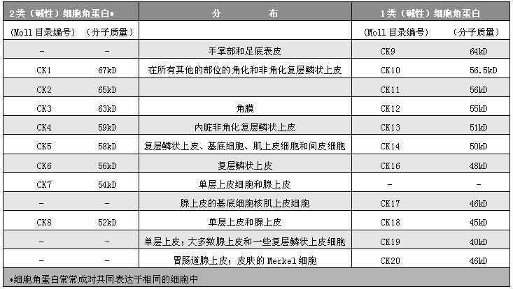 细胞角蛋白亚型及其在正常细胞中的表达