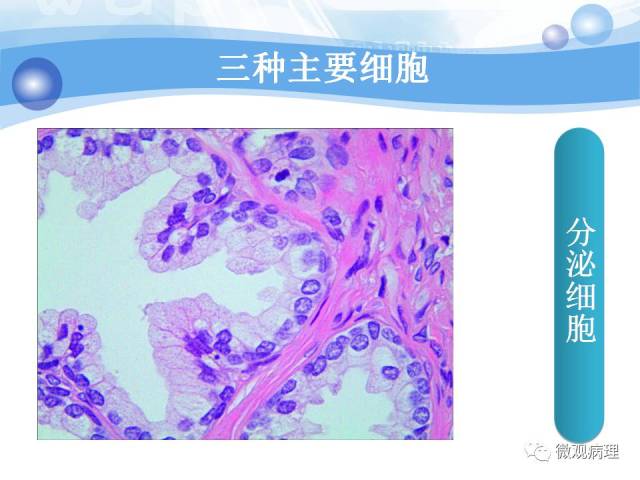 正常前列腺组织学