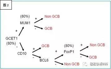 侵袭性B细胞淋巴瘤——DLBCL（3）