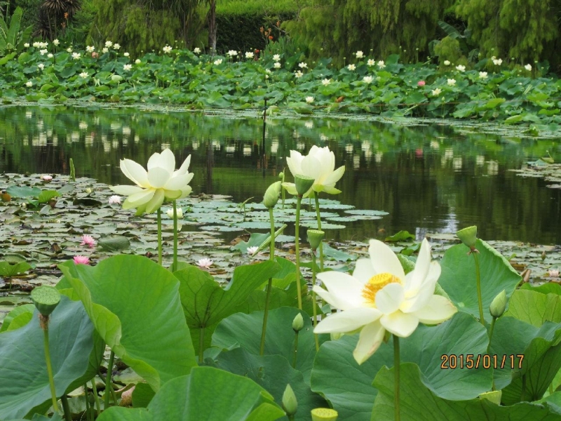 Blue Lotus Water Garden荷花展